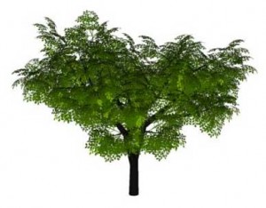 Дерево 4